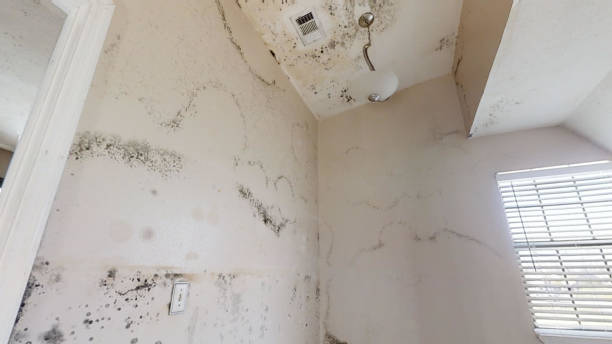 Mold Odor Removal Services in Trappe, MD